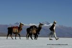 Trekking con llamas en Tilcara Jujuy